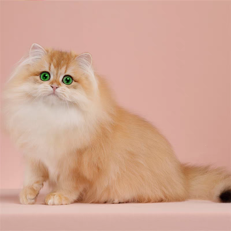 猫舍直销,批发价出售,长毛金渐层